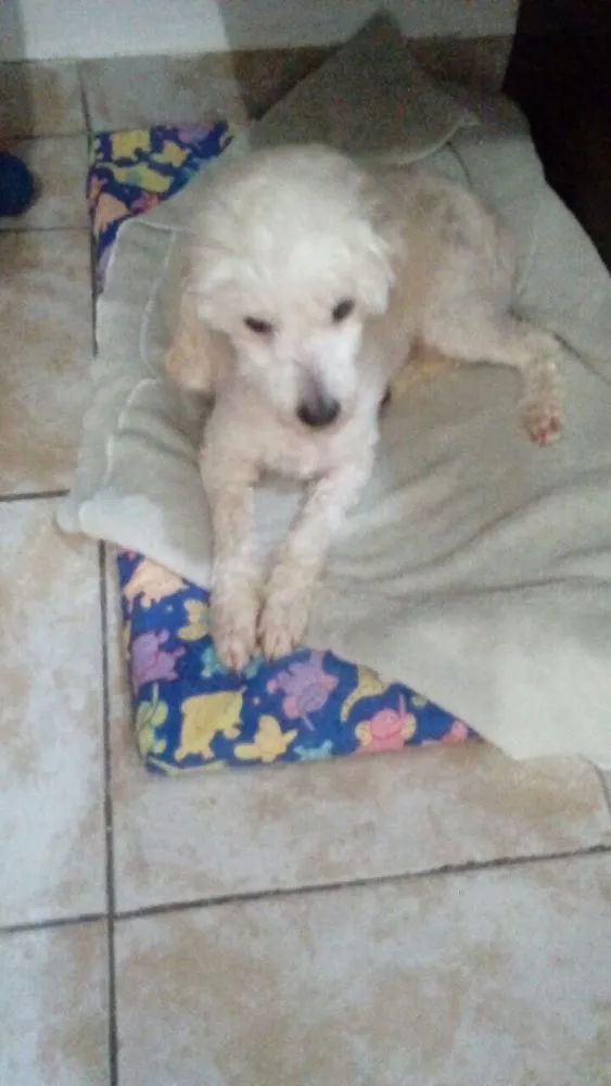 Cachorro ra a Poodle idade 5 anos nome Boneca 