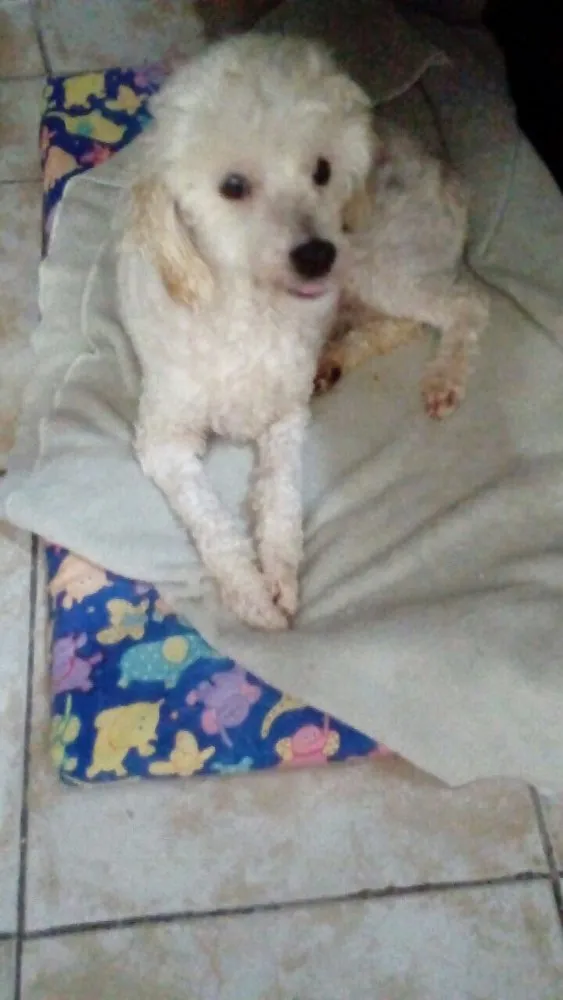 Cachorro ra a Poodle idade 5 anos nome Boneca 