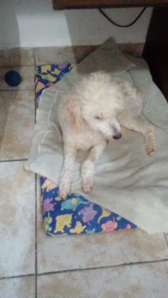 Cachorro ra a Poodle idade 5 anos nome Boneca 