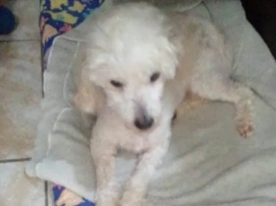 Cachorro ra a Poodle idade 5 anos nome Boneca 