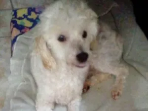 Cachorro raça Poodle idade 5 anos nome Boneca 