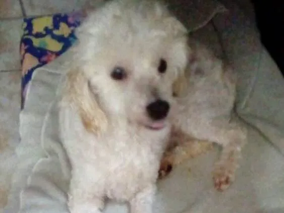 Cachorro ra a Poodle idade 5 anos nome Boneca 