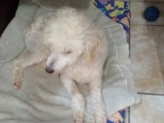 Cachorro ra a Poodle idade 5 anos nome Boneca 
