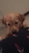 Amora