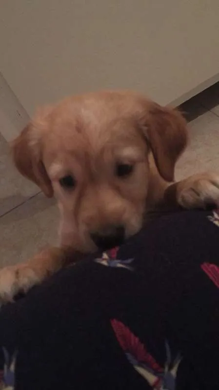 Cachorro ra a  idade 2 a 6 meses nome Amora