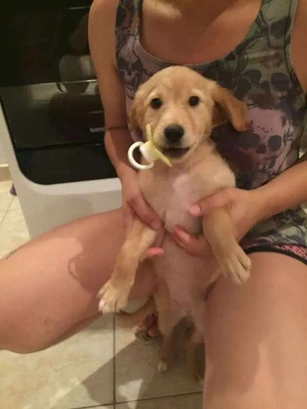 Cachorro ra a  idade 2 a 6 meses nome Amora