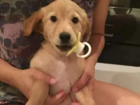 Cachorro ra a  idade 2 a 6 meses nome Amora