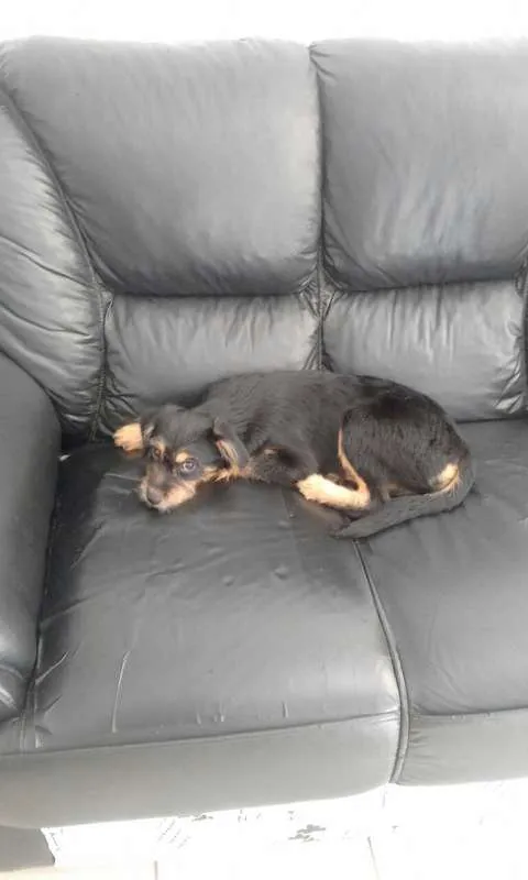 Cachorro ra a SRD idade 2 a 6 meses nome Rubi