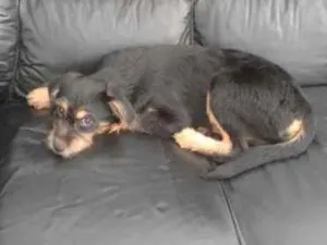 Cachorro raça SRD idade 2 a 6 meses nome Rubi