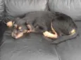 Rubi