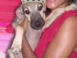 Cachorro raça Vira lata idade 2 a 6 meses nome Laura