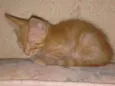 Gatos Filhotes