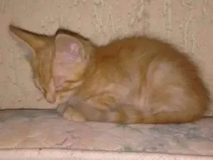 Gato raça Vira-lata  idade 2 a 6 meses nome Gatos Filhotes
