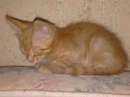 Gato ra a Vira-lata  idade 2 a 6 meses nome Gatos Filhotes