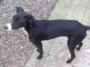 Cachorro raça Vira-Lata idade 2 a 6 meses nome Sem Nome