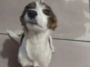 Cachorro raça Vira-lata idade 2 a 6 meses nome Sem Nome