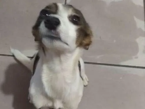 Cachorro ra a Vira-lata idade 2 a 6 meses nome Sem Nome