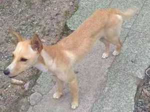 Cachorro raça Vira-lata idade 2 a 6 meses nome Sem Nome