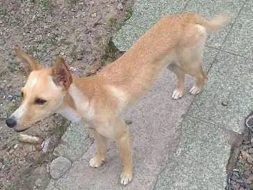 Cachorro ra a Vira-lata idade 2 a 6 meses nome Sem Nome