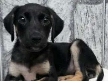 Cachorro ra a SRD idade 2 a 6 meses nome Gamora