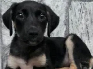Cachorro raça SRD idade 2 a 6 meses nome Gamora