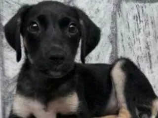 Cachorro ra a SRD idade 2 a 6 meses nome Gamora