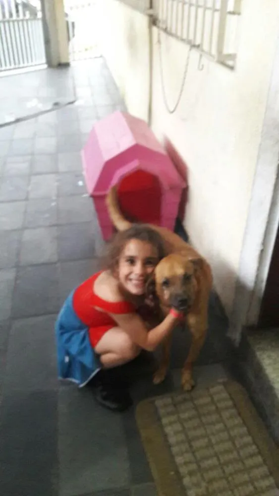 Cachorro ra a Ndf idade 6 ou mais anos nome Melony (mel)