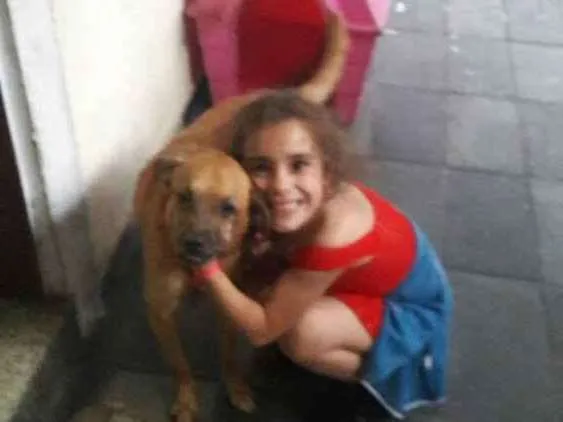 Cachorro ra a Ndf idade 6 ou mais anos nome Melony (mel)