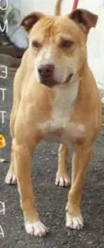 Pit