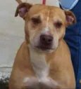 Pit