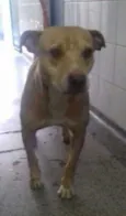 Pit