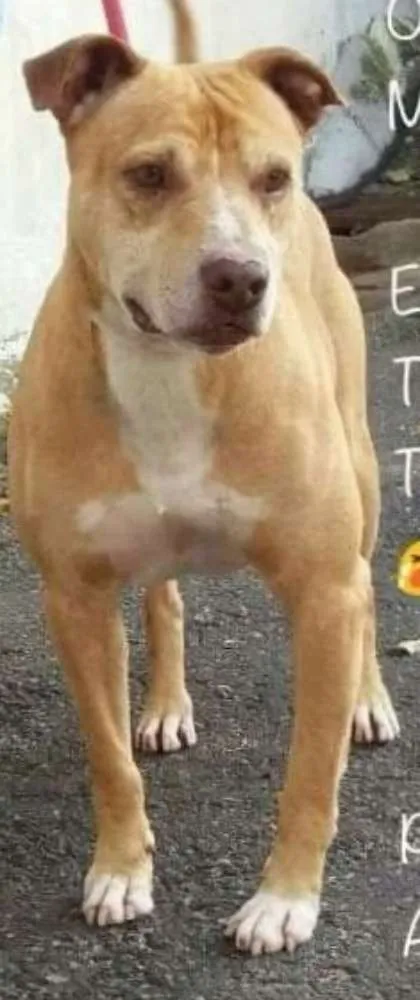 Cachorro ra a SRD idade 3 anos nome Pit