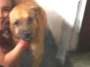 Cachorro raça Ndf idade 6 ou mais anos nome Melony (mel)