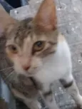 Mel