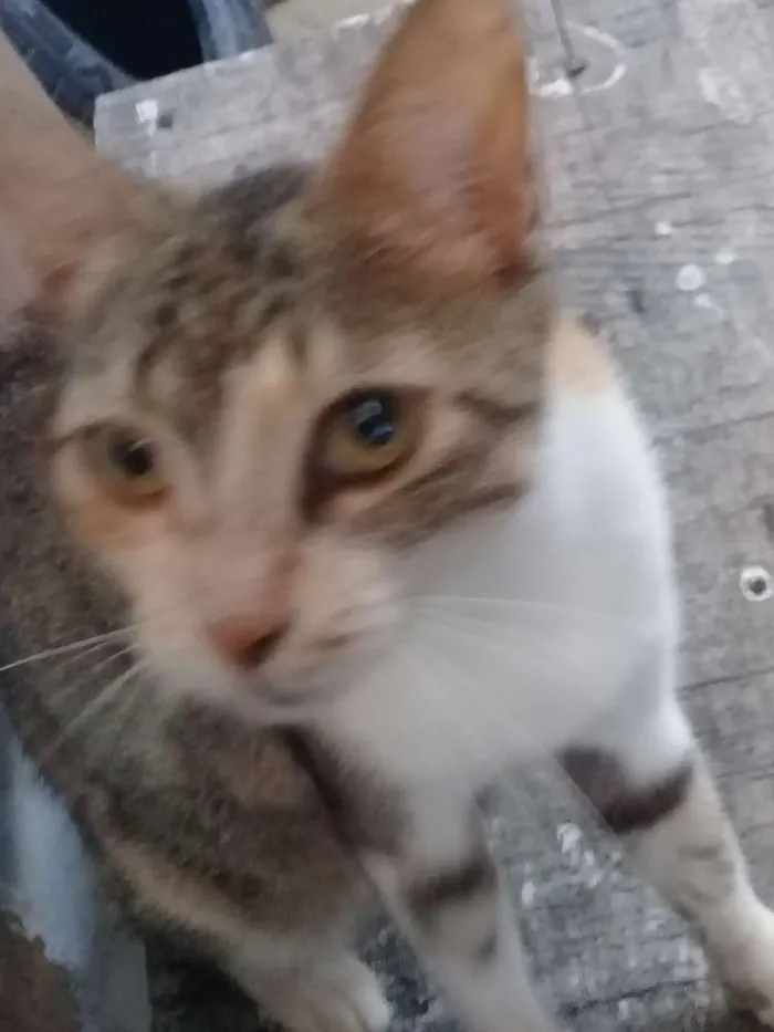 Gato ra a SRD idade 3 anos nome Mel