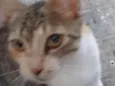 Mel
