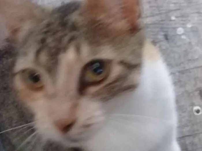 Gato ra a SRD idade 3 anos nome Mel