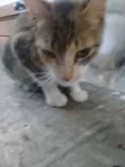 Mel