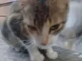 Mel