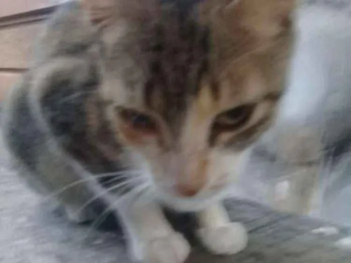 Gato ra a SRD idade 3 anos nome Mel