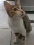 Mel