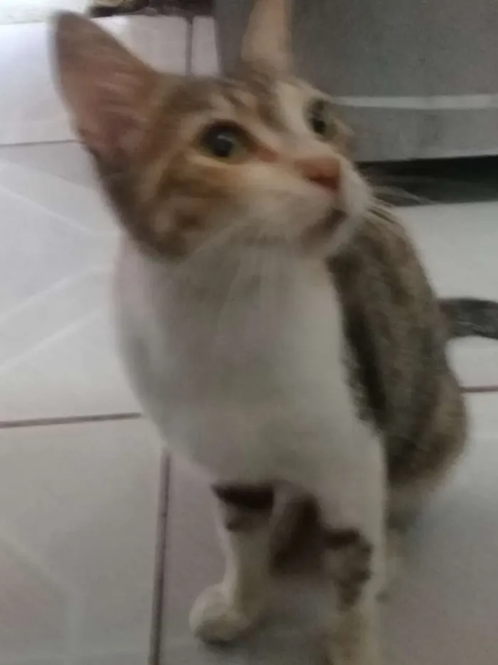 Gato ra a SRD idade 3 anos nome Mel