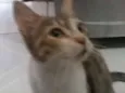 Mel