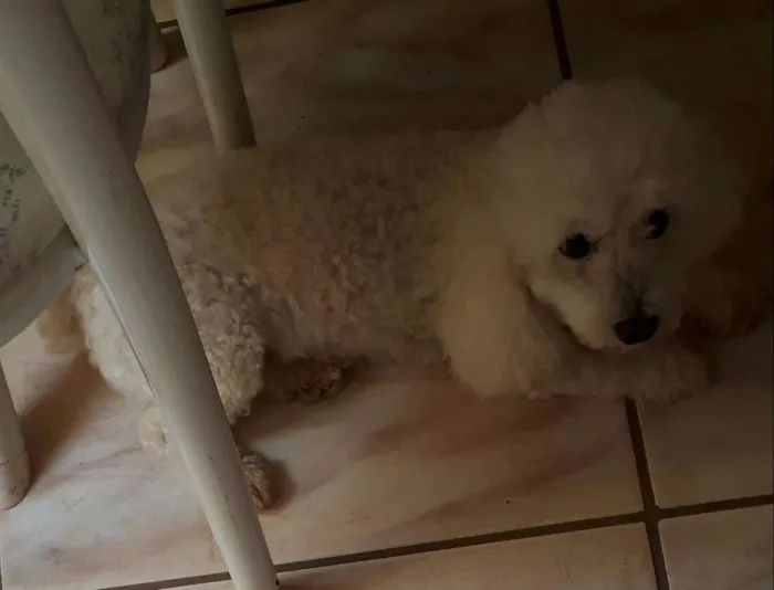 Cachorro ra a Poodle idade 6 ou mais anos nome Lara