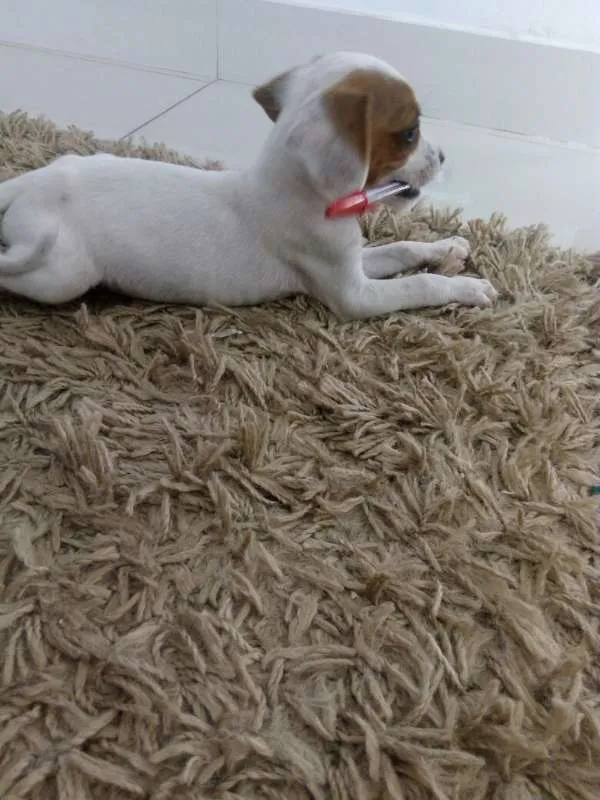 Cachorro ra a SRD idade Abaixo de 2 meses nome sem nome