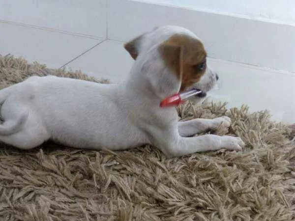 Cachorro ra a SRD idade Abaixo de 2 meses nome sem nome
