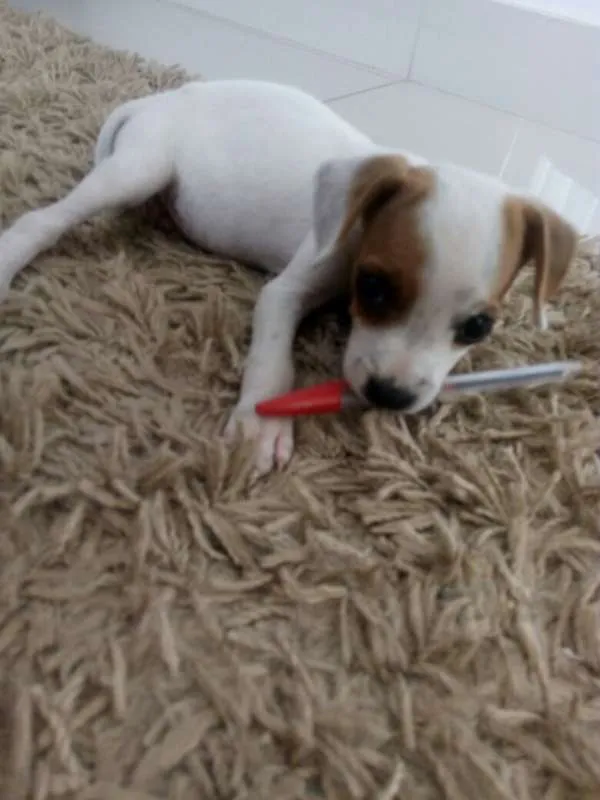 Cachorro ra a SRD idade Abaixo de 2 meses nome sem nome