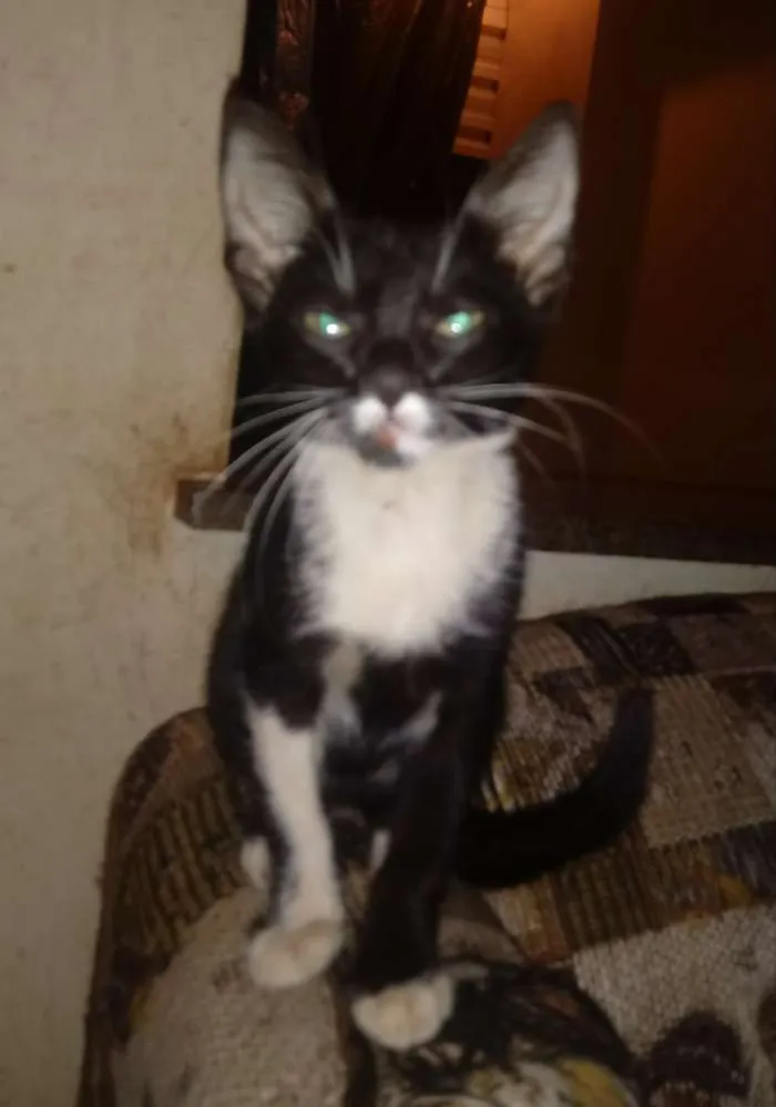 Gato ra a Sem Raça Definida idade 2 a 6 meses nome Zeca