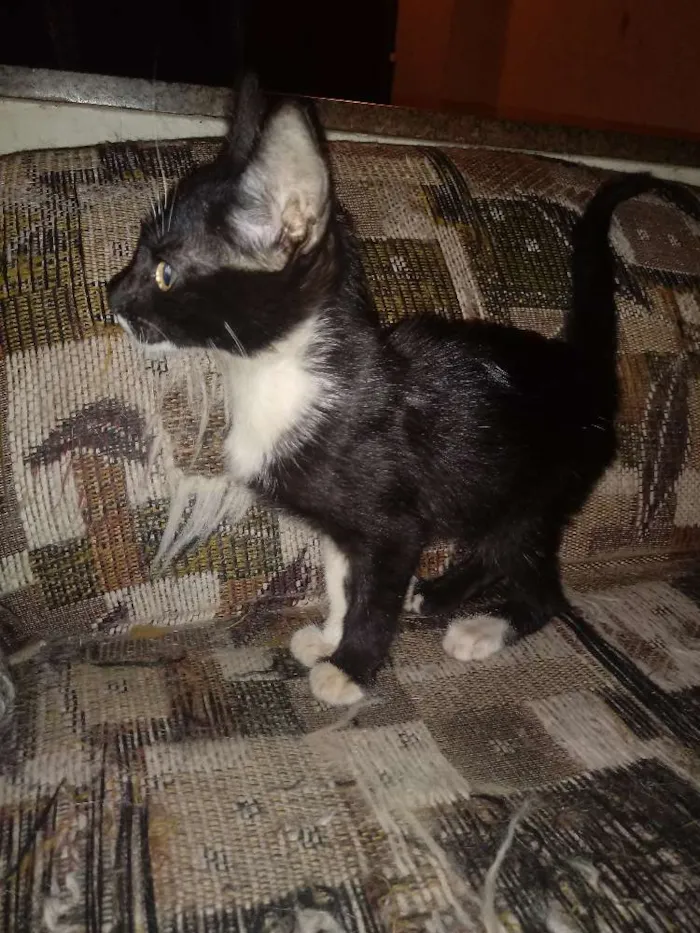 Gato ra a Sem Raça Definida idade 2 a 6 meses nome Zeca