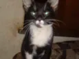 Zeca